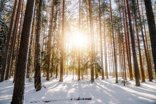Winter Wellness in the UK – Looking After Immunity When Winter Takes Its Toll